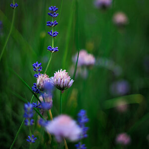 4P9A0241.jpg