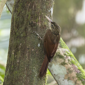 R7_F8563 Ivory-billed Woodcreeper.jpg