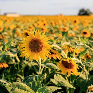 2026-028-044 KWPC sunflowers.jpg