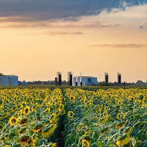 2026-028-156 KWPC sunflowers.jpg