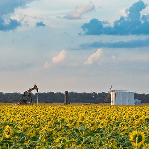 2026-028-160 KWPC sunflowers.jpg