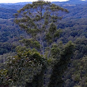 Tomewin NSW, stitch.