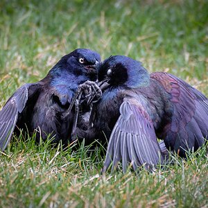 GrapplingGrackles-1.jpg