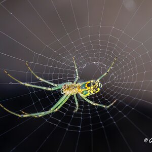 Spider_702_20260616.jpg