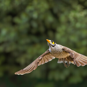 Noisy Miner.jpg