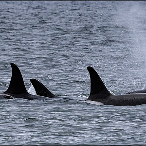 54696 Orca Pod Breaching.jpg
