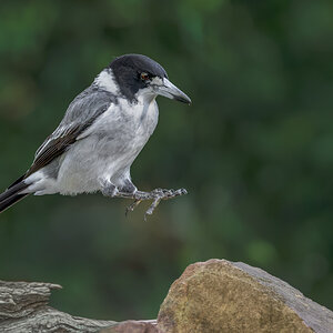 Grey Butcherbird.jpg