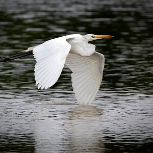 egretwingsplashVINsmall.jpg