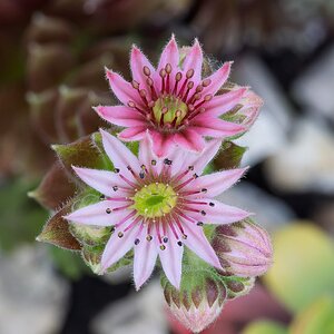 Sempervivum.jpg