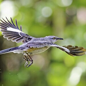 MBird3.jpg