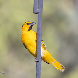 Back Yard Birds Cytog-3-2.jpg