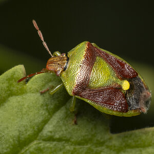 R7_G9607 Benasa Stink Bug.jpg
