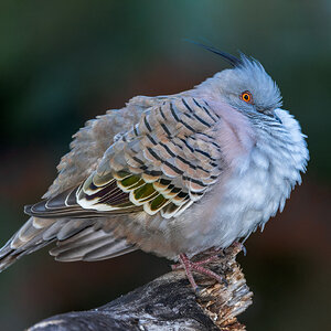 Common Bronzewing in a down jacket.jpg