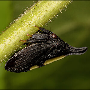 63443 Black Horned Leafhopper.jpg