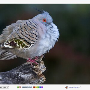 cp-eye-focus-point.jpg