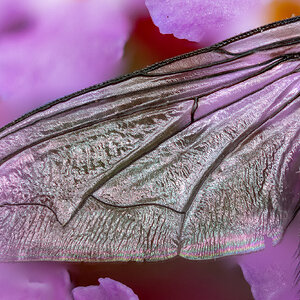 Fly-200-3.jpg