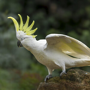 Sulphur-crested Cockatoo Displaying.jpg