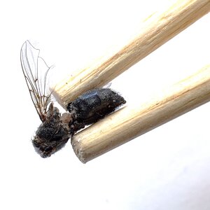 Mr. Miyagi's Chopsticks.JPG