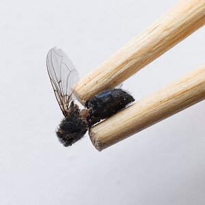 Mr. Miyagi's Chopsticks.JPG