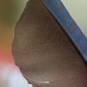 Feather.jpg