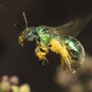 R7_G7150 Metallic Green Sweat Bee-Edit.jpg
