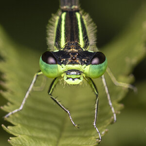 R7_H0933 Damselfly.jpg