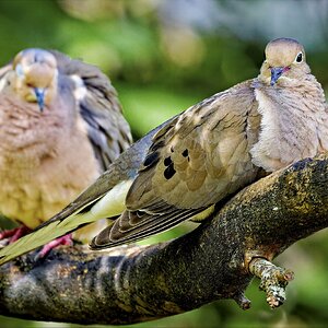 Doves.jpg
