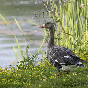 R7_H1225 White-fronted Goose.jpg