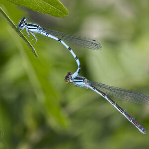 R7_H1279 Damselflies-Edit.jpg