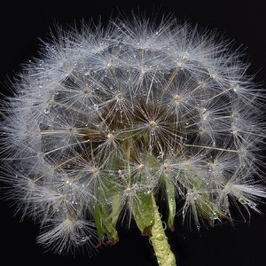 RF Macro Dandelion.jpg