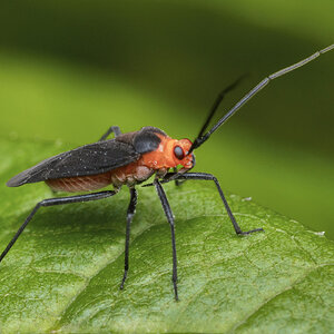 R7_H0913 Prepops rubrovittatus plant bug-Edit.jpg
