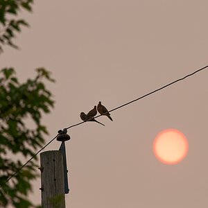 Local birds and the moon