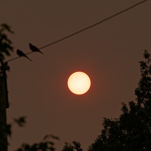moon and birds