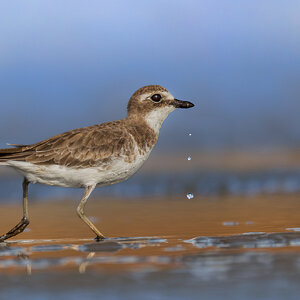 Siberian Sand-Plover.jpg