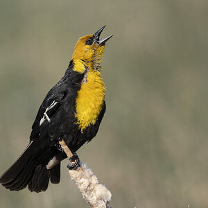 R7_G8992 Yellow-headed Blackbird.jpg