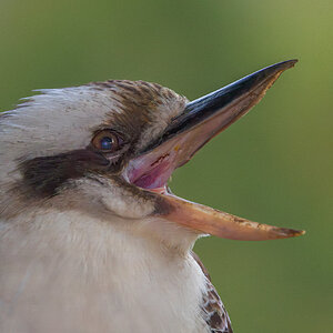 Laughing Kookaburra.jpg
