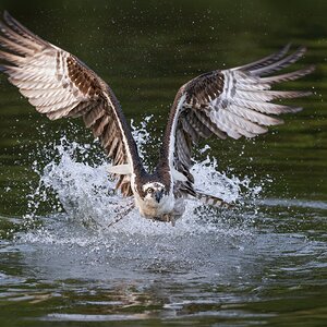 lowaltitudefishingCropSM.jpg