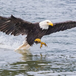 Eaglestrikeonwaterv2nobSM.jpg