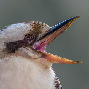 Laughing Kookaburra.jpg