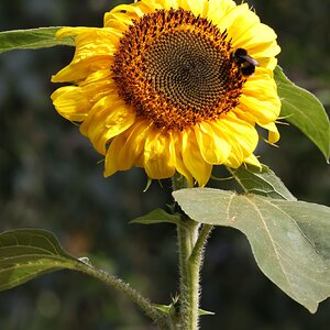 IMG_5251.JPG
