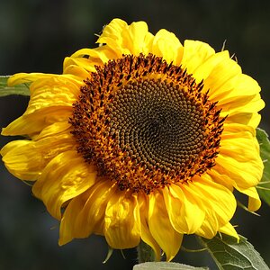 IMG_5252.JPG