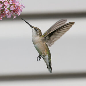 08-K41A0971-female ruby throated hummingbird.jpg