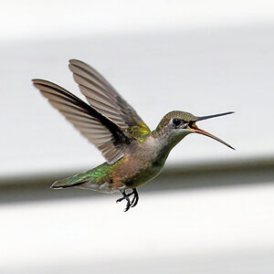 09-K41A1077-female ruby throated hummingbird.jpg