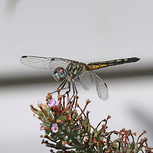 11-K41A1203-blue dasher dragonfly.jpg