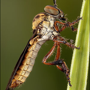 63904 Robber Fly.jpg