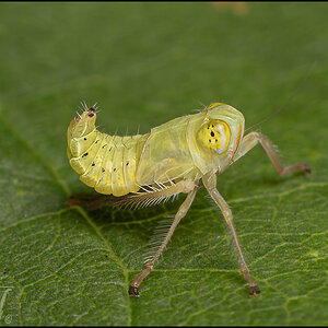 63913  Green Leafhopper.jpg