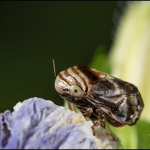 56147 Alder Spittlebug.jpg