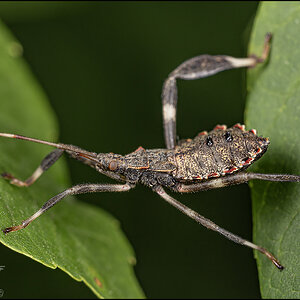 56186 Leaf-footed bug nymph.jpg