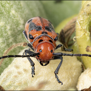 56239 Red Milkweed Beetle.jpg