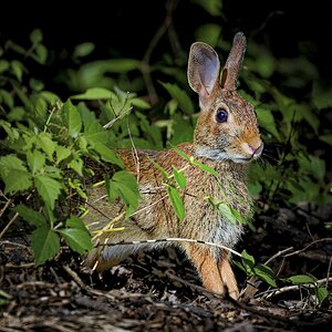 Rabbit.jpg